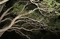 �o�[�x�L���[